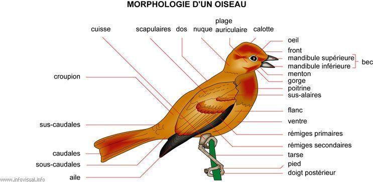 Morphologie D'un Oiseau