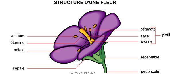 structure-d-une-fleur